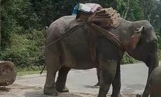 पगलाए हाथी ने दो लोगों पर किया हमला , इलाज जारी 