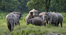 हाईटेंशन तार से लगा करंट,  जंगली हाथी की मौत