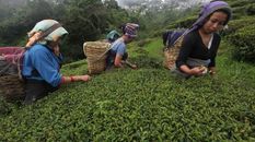 असम के चाय बागानों की रक्षा करेगा नासा