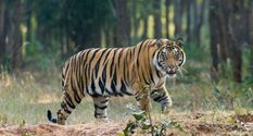 असम में पांच शिकारी गिरफ्तार, बरामद हुई टाइगर की खाल