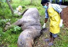 अकेले अफ्रीकन सफेद गैंडे मोहन दास की असम के जू में हुई मौत