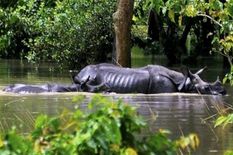 असम: औरांग राष्ट्रीय उद्यान में बाढ़ का कहर