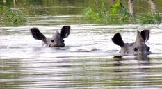 असम: बाढ़ से काजीरंगा नेशनल पार्क में मारे गए 334 जानवर