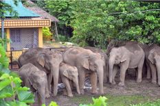 बाक्सा जिले में जंगली हाथियों का तांडव, बच्ची को कुचला