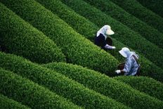 हैप्पी वेली चाय बगान में खूबसूरत नजारे के साथ देख सकेंगे चाय तैयार करने का तरीका