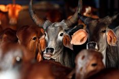 गायों की सुरक्षा पर 11 राज्यों को एनजीटी का नोटिस