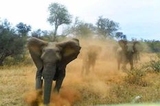 जंगली हाथियों का तांडव, घर ध्वस्त और फसल नष्ट की 