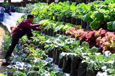 सिक्कम का जैविक गांव हुआ मशहूर,  खेती देखने आया विदेशी दल