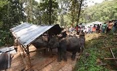 असम में अतिक्रमण हटाने के लिए पुलिस ने किया हाथियों का इस्तेमाल