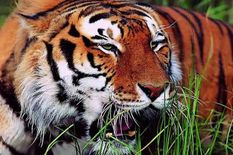 ओरांग राष्ट्रीय उद्यान से बाहर निकला बाघ, गावों में आतंक