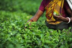 संकट में दार्जिलिंग चाय उद्योग, अतिरिक्त वित्तीय पैकेज की मांग