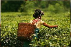 चाय श्रमिकों के सेवानिवृति लाभ के लिए 99 करोड़ रुपए की गई जारी