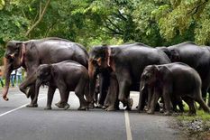हाथी को लेकर भिड़े BJP-कांग्रेस के नेता, जानिए पूरी कहानी