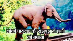 असम: ट्रेन चालक की सजगता से बची हाथी की जान