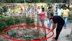 असम- किंग कोबरा से भिड़ने पहुंचे लोग...और फिर, देखें Viral वीडियो 