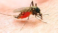 मिजोरमः 2017 में मलेरिया से सिर्फ चार मौतें
