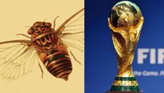 मेघालय में होगा कीड़ों का विश्व कप, है अनोखी कहानी