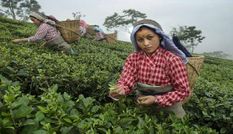 फरवरी में अधिकांश चाय उत्पादक राज्यों में बीएलएफ की कीमतों में गिरावट
