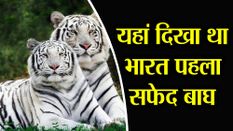 यहां दिखा था भारत का पहला सफेद बाघ, वीडियो में देखें एक बड़ी रियासत की Story
