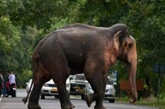 नहीं थम रहा हाथियों का उत्पात, ले ली 12 साल की लड़की की जान