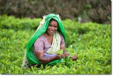 14 चाय बागानों के खिलाफ कार्रवाई करेगी असम सरकार