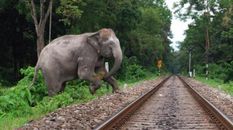  Assam: चार साल में 100 हाथियों की मौत, इंसानों की मौत पर बढ़ाया मुआवजा