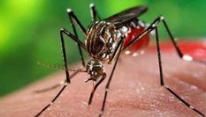नागालैंड में डेंगू का प्रकोप, लगातार बढ़ रहे मरीज 