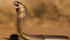 गजब! बच्चों को बचाने के लिए कोबरा सांप से भिड़ गई मां, देखें वीडियो