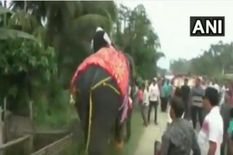 भाजपा नेता को भारी पड़ी हाथी की सवारी, वीडियो में देखें कैसा हुआ बुरा हाल