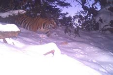 अरुणाचल प्रदेश में बर्फ से ढकी इस घाटी पर देखे गए बाघ 