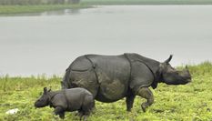काजीरंगा राष्ट्रीय उद्यान में गैंडों के लिए गंभीर खतरा बनी ये चीज, केएनपी के निदेशक ने जताई चिंता 