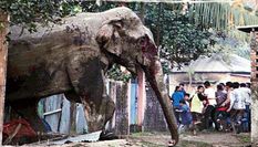 असम में जंगली हाथियों का तांडव, एक व्यक्ति का मौत