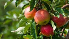 गजब: पूर्वोत्तर राज्य मेघालय में उगाया गया सेब