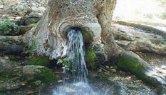 ये है सबसे चमत्कारी पेड़, तने से लगातार बहता है पानी