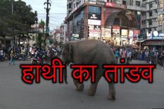 जब शहर बाजार में पहुंचा जंगली हाथी, जान बचाकर भागे लोग, देखें ये वीडियो