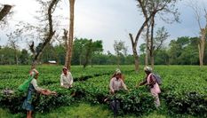 चाय बागानों में काम करने वालों को सरकार का तोहफा, दी इतनी बड़ी छूट