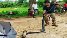 बारिश होते ही निकला 14 फुट का भंयकर कोबरा सांप, गांव वालों के छूटे पसीने