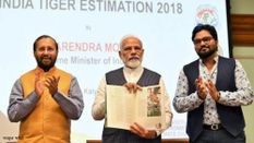 भारत है बाघों के लिए सबसे सुरक्षित देश, खुद प्रधानमंत्री ने जारी की रिपोर्ट