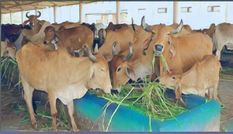 भाजपा के इस राज्य में 250 से अधिक गायें गोशाल से चोरी, 159 गायों की हो चुकी है मौत

