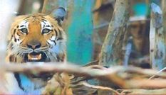 असम वन विभाग ने मांगी इस राज्य से बाघ शिकारियों की रिमांड, जानिए क्या है पूरा मामला