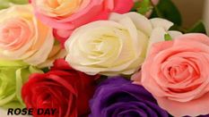 Rose Day: गुलाब के हर रंग का होता है एक अलग ही मतलब, किसी को देने से पहले पढ़िए ये खबर