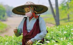 कोरोना के खौफ के बीच चाय बागानों में काम शुरू, दिए गए मास्क और सैनिटाइजर