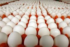 अंडा व्यापार को हुआ इतना बड़ा नुकसान, टूट गई उत्पादन यूनिटों की कमर