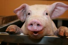 2,000 सूअरों की रहस्यमय मौत, कोरोना की तरह क्या ये भी जैविक अटैक