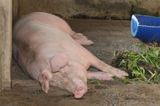 अफ्रीकी बुखार से सूअरों को रखें दूर: सोनोवाल