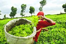 कोरोना महामारी से असम चाय उद्योग को लगा बड़ा झटका, अब तक 500 करोड़ का नुकसान