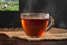 कोरोना से बचा सकती है असम की चाय! चीन भी पड़ा पीछे