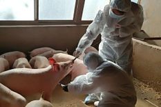 खतरे में दुनिया! कोरोना के बाद अब चीन में मिले स्वाइन फ्लू के 179 घातक वायरस