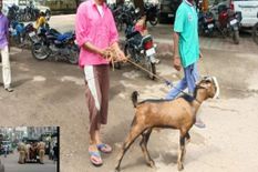बिना मास्क घूम रहा था बकरा, पुलिस ने कर लिया गिरफ्तार