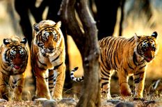 दुनिया में सबसे अधिक बाघ भारत में, छह प्रतिशत की औसत बढ़ रही है संख्या 